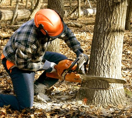 Tree Removal in Broxton, GA